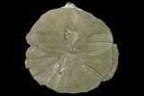 Pyrite Sun - Sparta, Illinois #136628-1